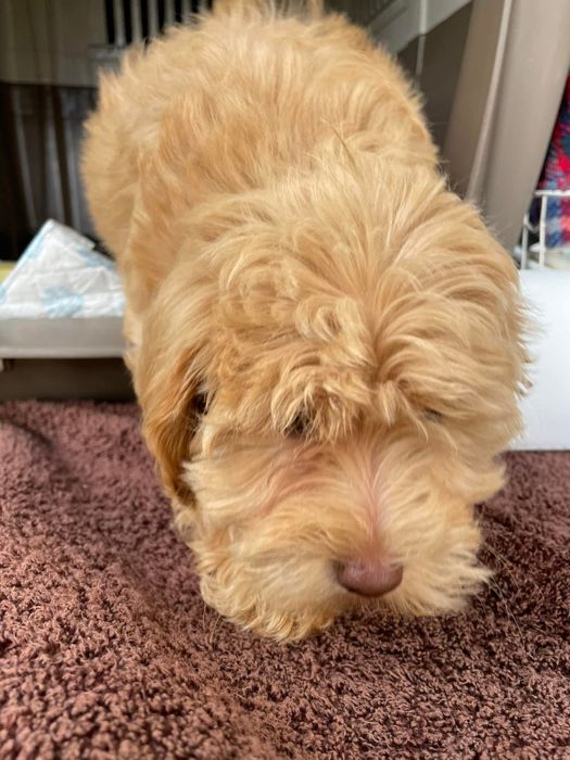 Перевозка  за границу. Европа. Скандинавия