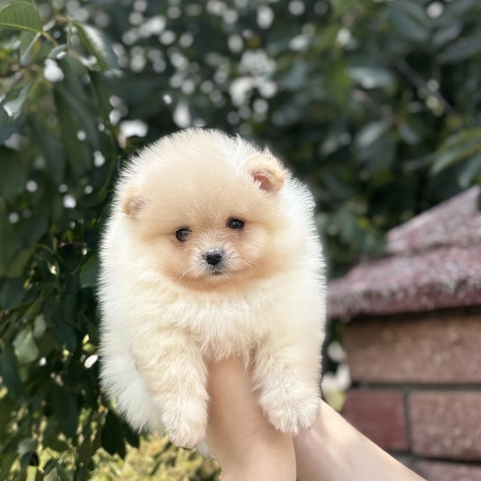 лялькова дівчинка тип ведмедика