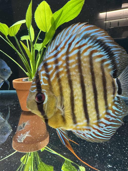 Dyskowiec samiec turkus