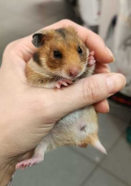 Chomik syryjski GRUBY KOCUR sklep zoologiczny UL. Leska 2