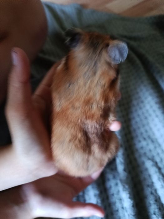 Oddam chomika syryjskiego samice za darmo