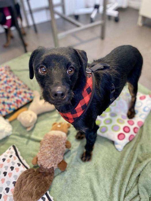 REKSIO pies szczeniak adopcja schronisko