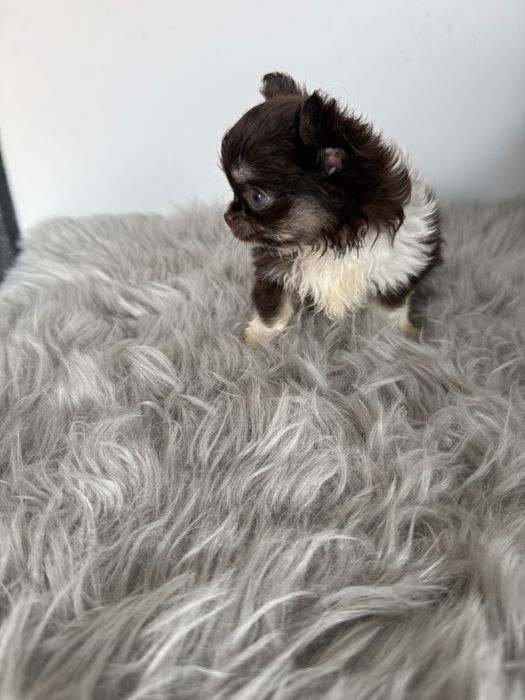 “MENINA“ Chihuahua “MINI” de bolsa , pêlo longo