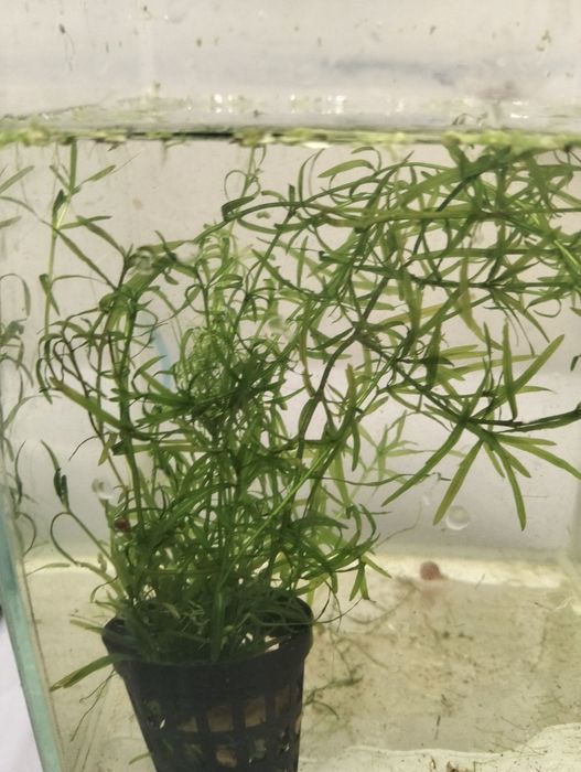Plantas para aquário