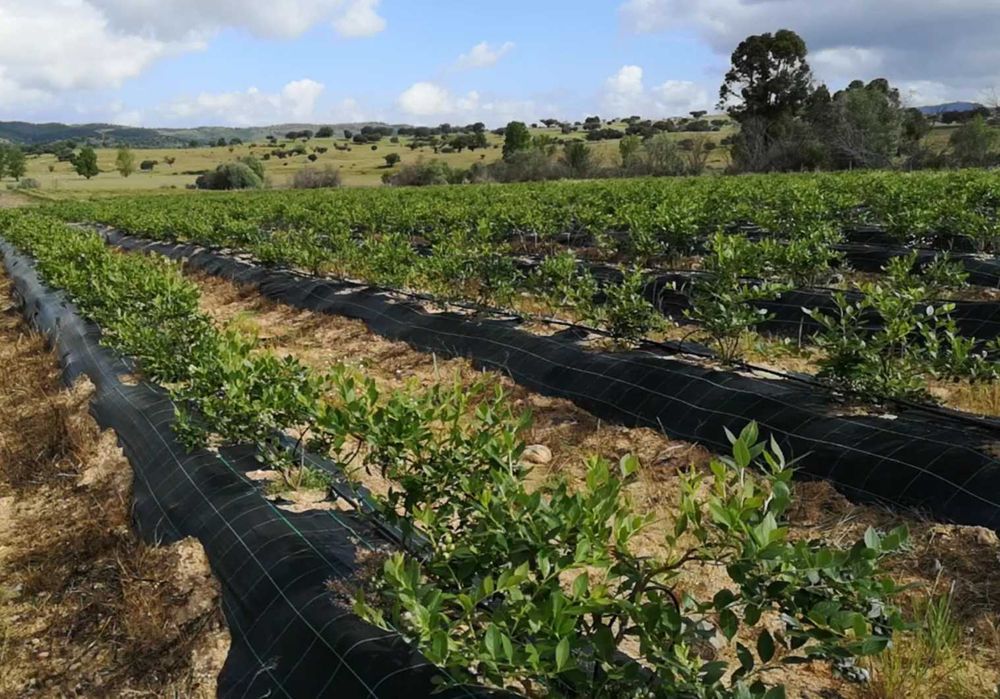 Propriedade em regadio 20 hectares para arrendar / Alugar