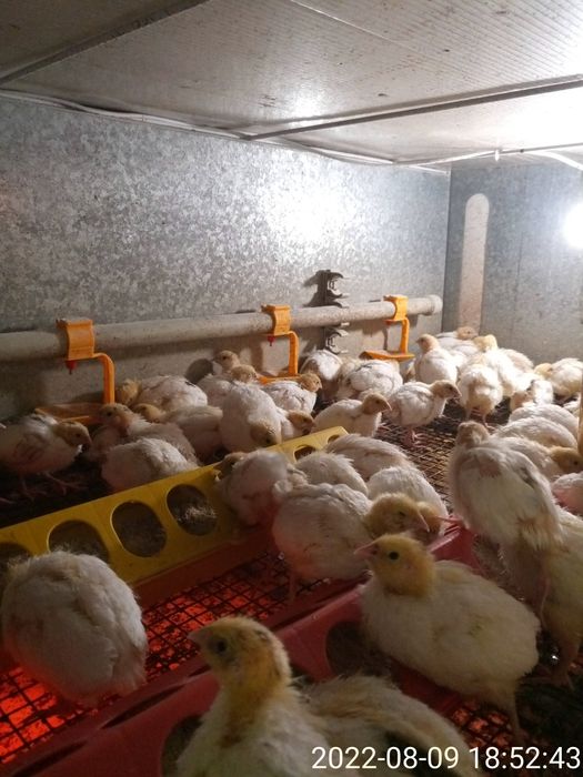 Двух недельные техасские перепела.