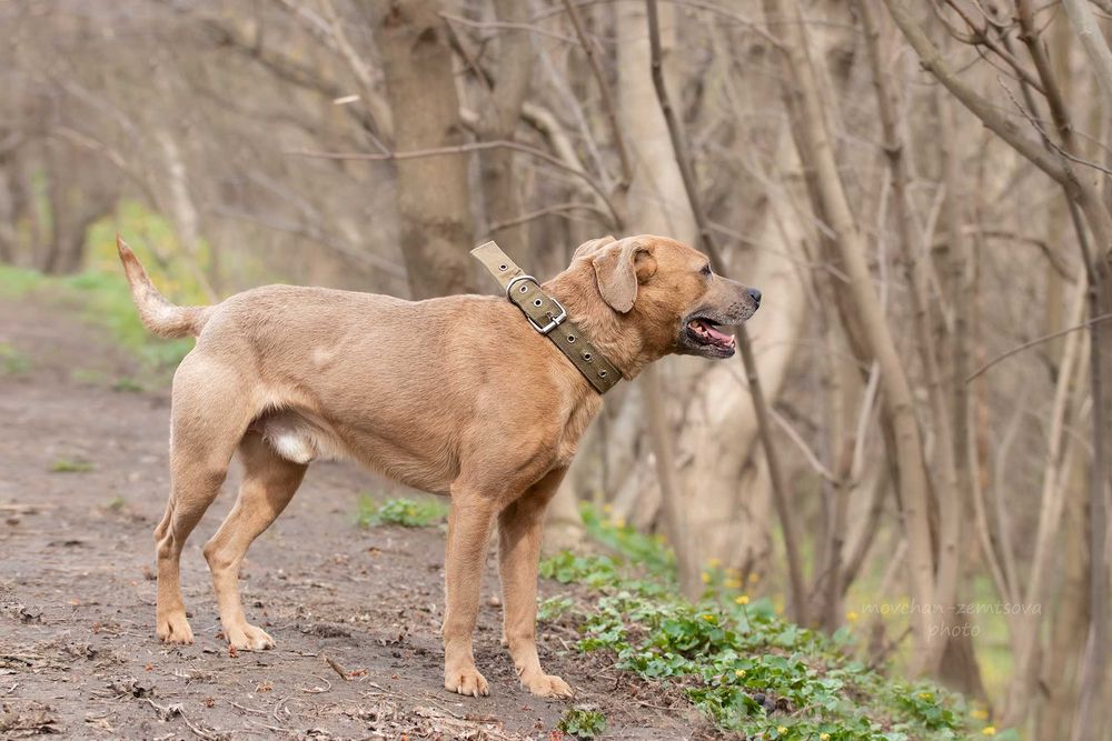 Мегакрутий Роккі шукає родину
