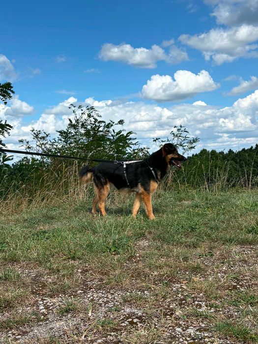 Benzo cudny psiak do adopcji