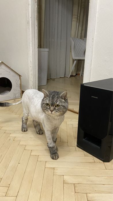 Стрижка котиків, грумінг котів Крюківщина, Вишневе,Білогородка