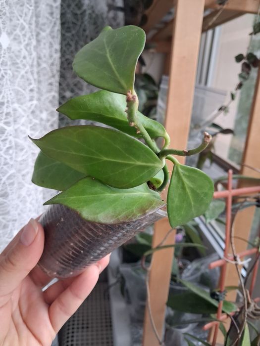 Хойя hoya Macrophylla albomarginata