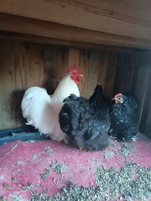 Casal de Pekin ou só o Galo