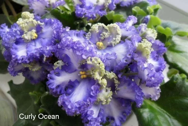 Фіалка,сенполія,фиалка