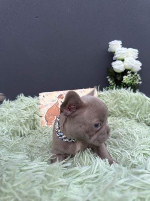 Menino buldog frances lilac
