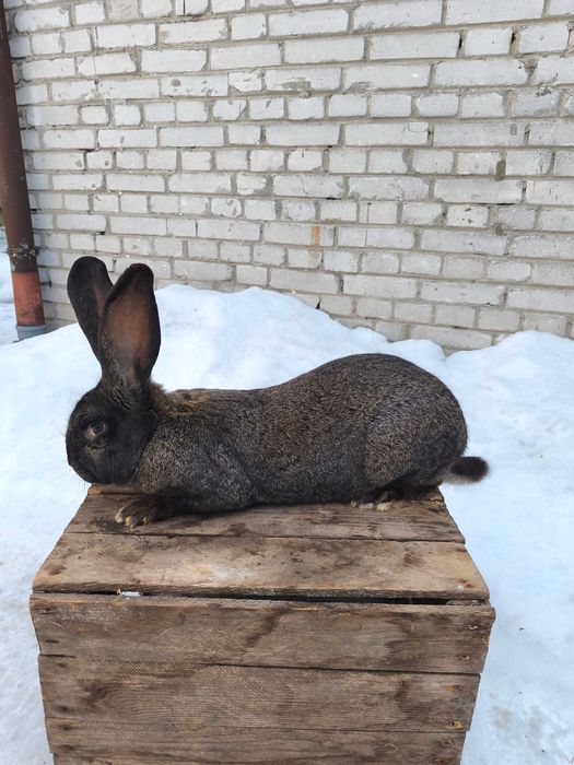 Samica samiec Belg/srokacz bardzo ładne