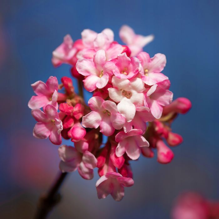 Kalina bodnantska 'Dawn' (Viburnum bodnantense) Doniczka 2.0L
