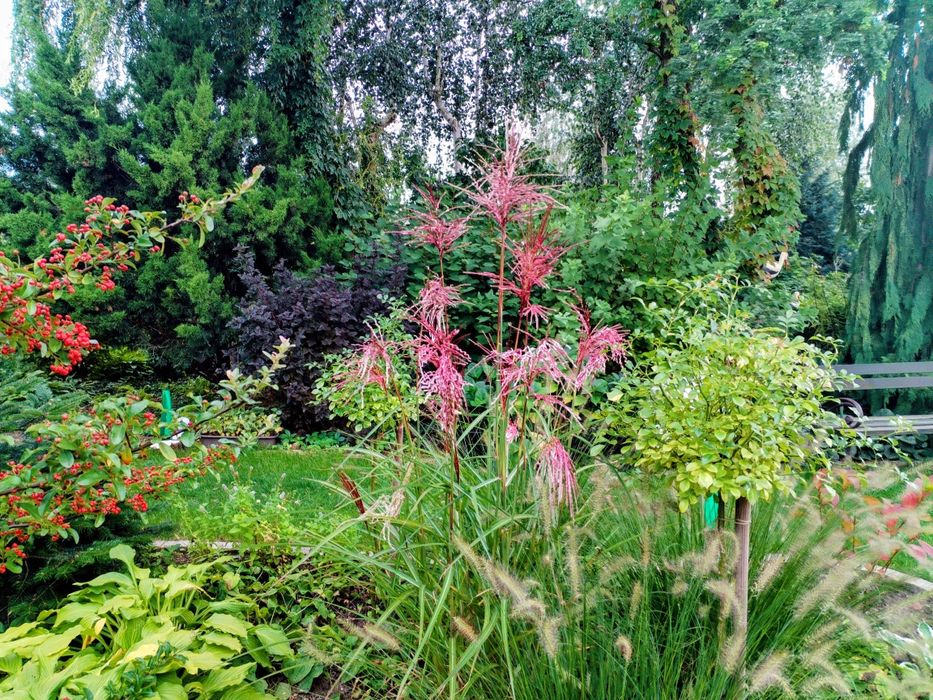 Opieka nad ogrodem, pielęgnacja zieleni