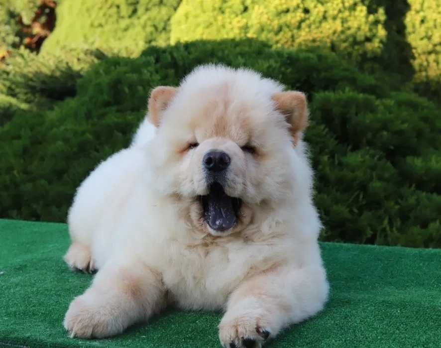 Chow Chow Creme Top