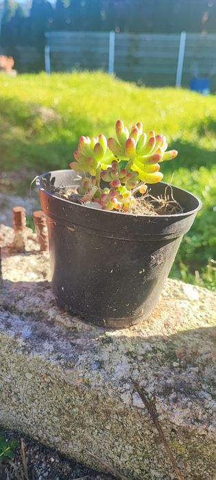 Planta suculenta