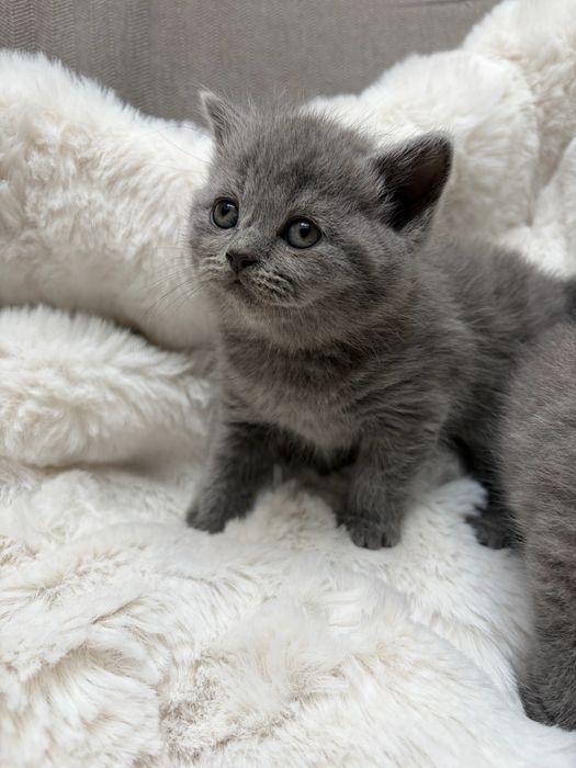 Kotka brytyjska niebieska krótkowłosa