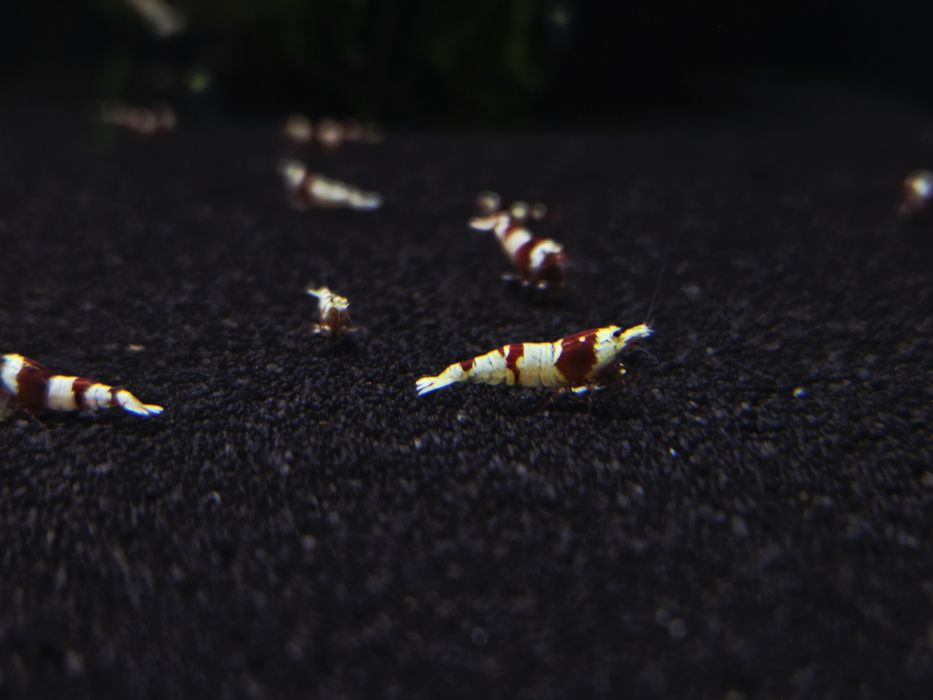 Krewetka caridina wiele odmian "super crystal red, PRL, Pinto, black taiwan, white bee