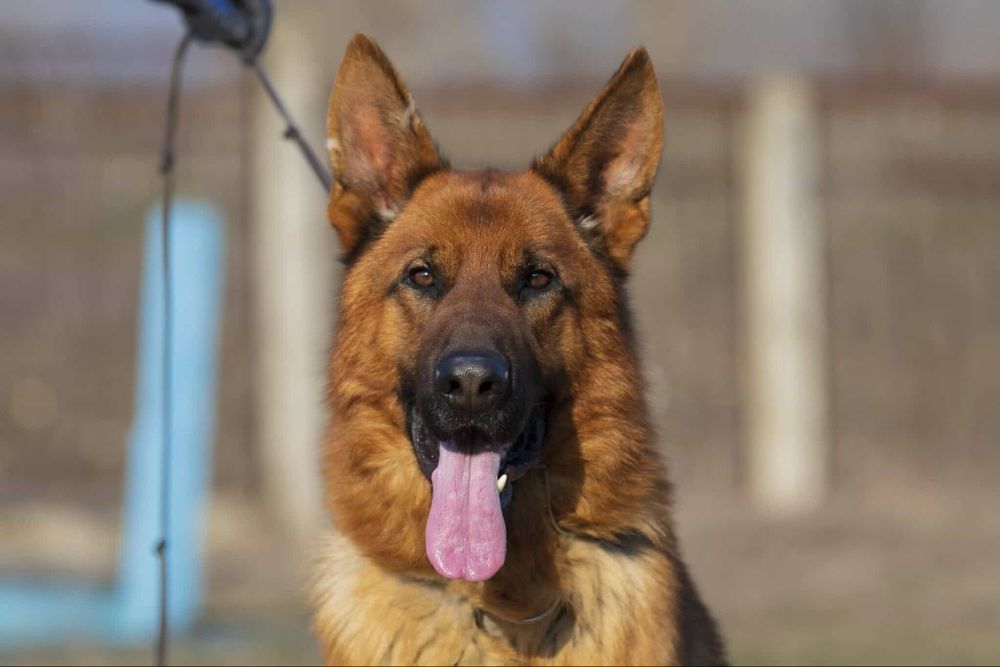 Щенок немецкой овчарки