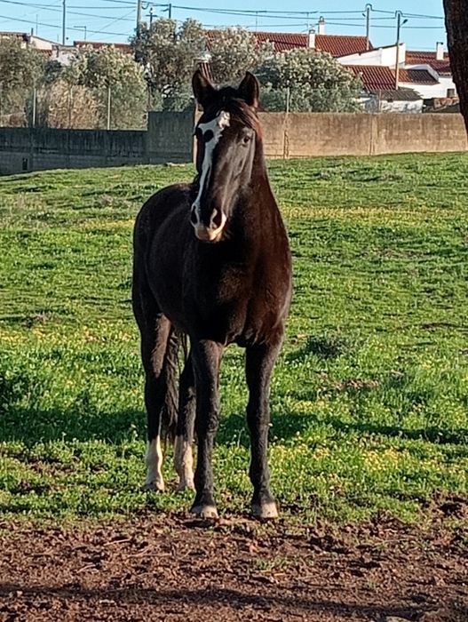 vendo égua 5 anos 165 de altura