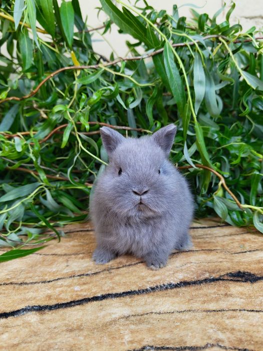Urocze króliczki Karzełek i Mini Lop. Wolne maluszki. Szczepienia. Hodowla Tedix