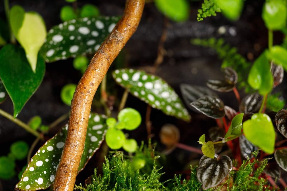 Terrarium tropikalne 40x40x60 gekon paludarium