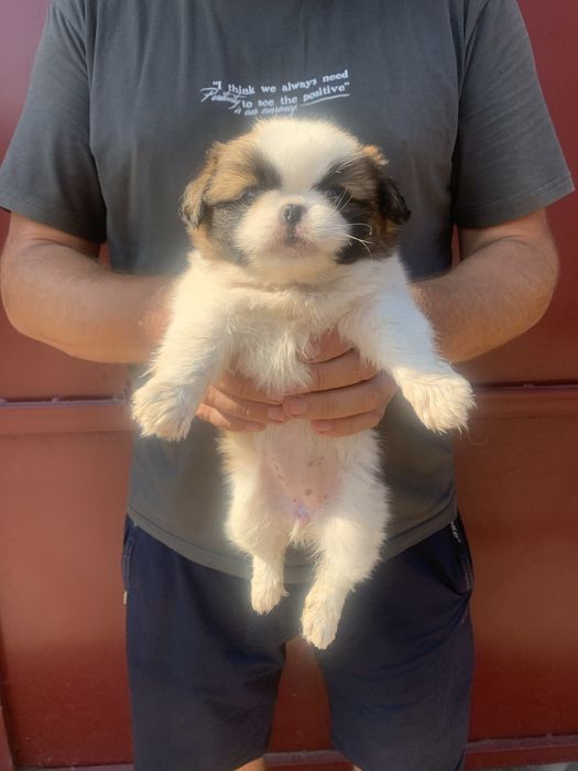 Продам цуценят Пекінесиків