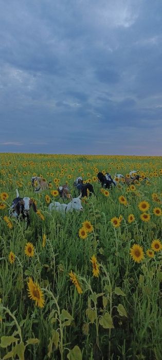 Продам маленькие стадо кіз