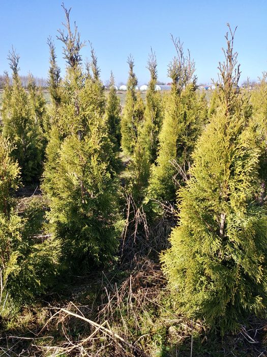 TUJA SZMARAGD 80 100, 120 140, JAKOSC tanio żywopłot tuje ogrodzenie