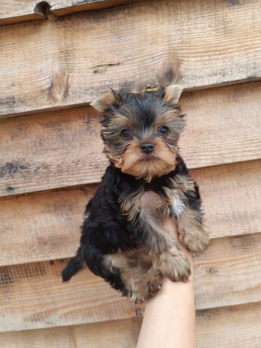 Восхитительный ребенок