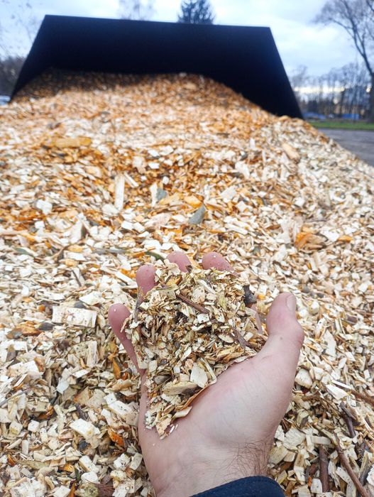 Zrębki  opałowe /ogrodowe z drzew liściastych.