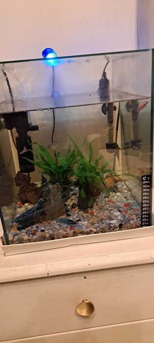 Aquário de peixinhos