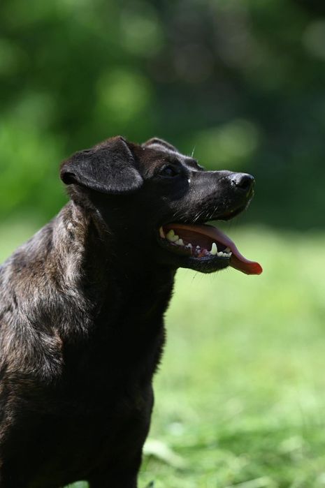 Śliczna Kama czeka na adopcje