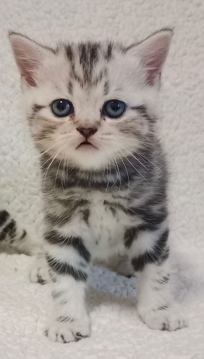 Продам мраморных котят.