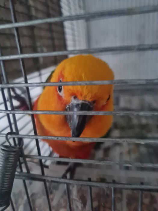 Aratinga Jandaya fêmea pronta a criar