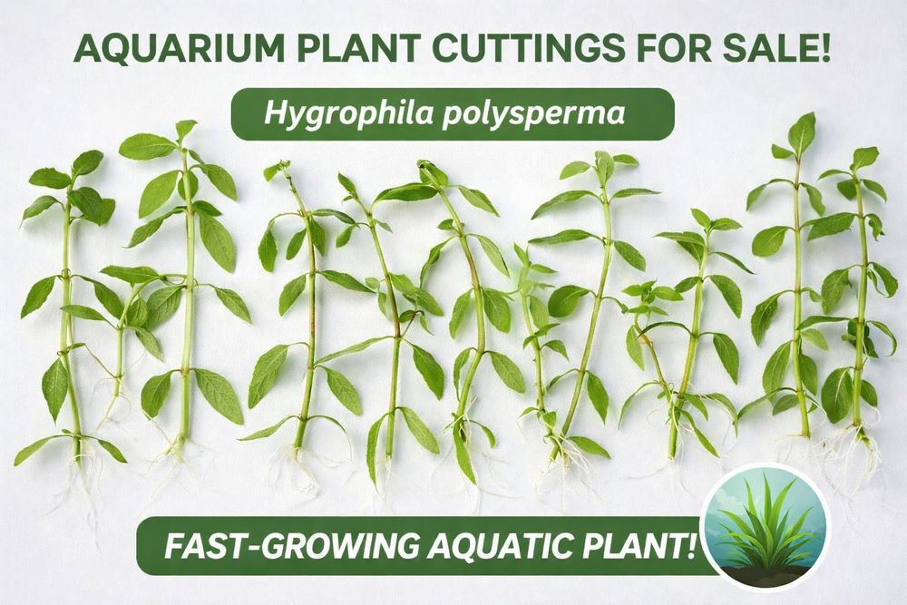 Hygrophila polysperma 3-5cm