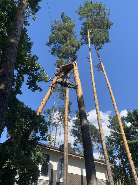 Видалення дерев,Спил,Кронування,Зрізання,Удаление деревьев,благоустрій