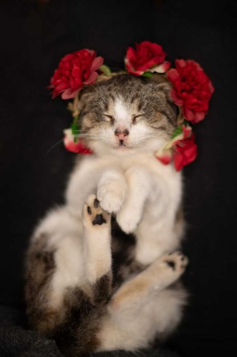 Niewidoma EMMA czeka na dom!