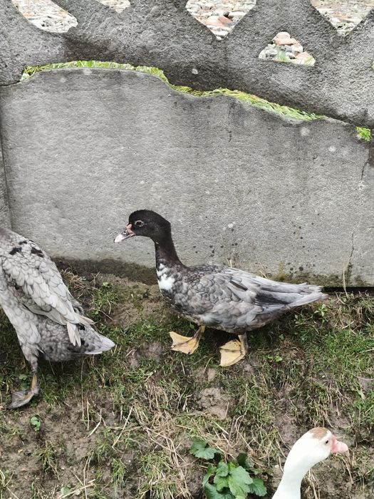 Kaczki francuskie piżmowe