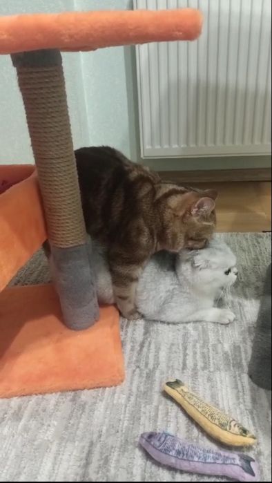 В'язка шотландського гостровухого