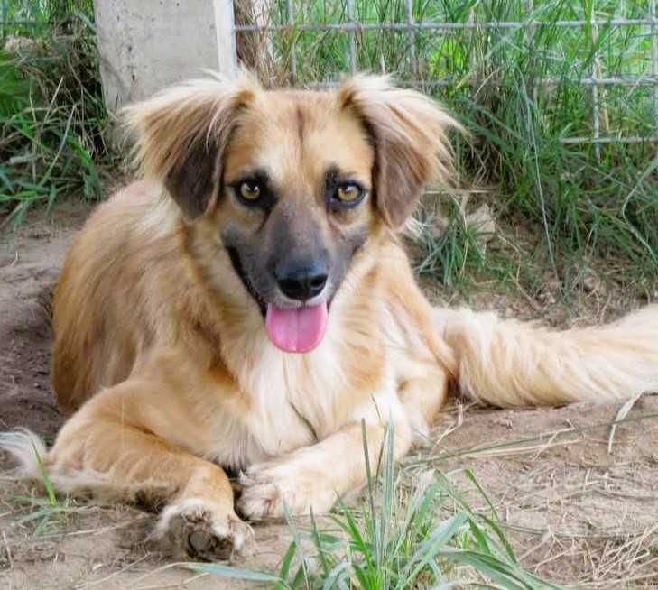 BUENO - młody, delikatny psiak pilnie szuka domu