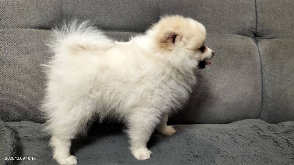 Szpic miniaturowy piesek REZERWACJA