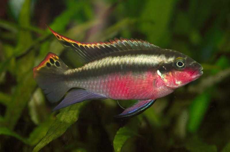 Barwniak szmaragdowy/ barwniak czerwonobrzuchy