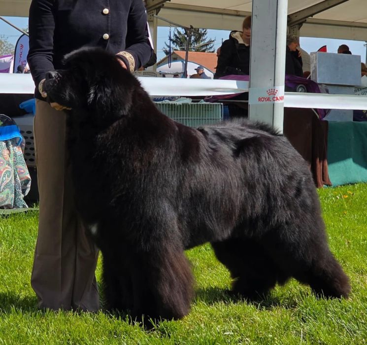 Nowofundlad szczenięta ZKwP FCI