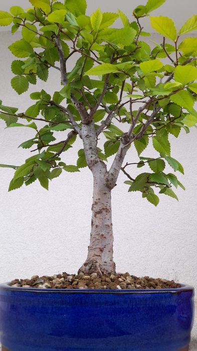 Bonsai Zelkova Serrata
