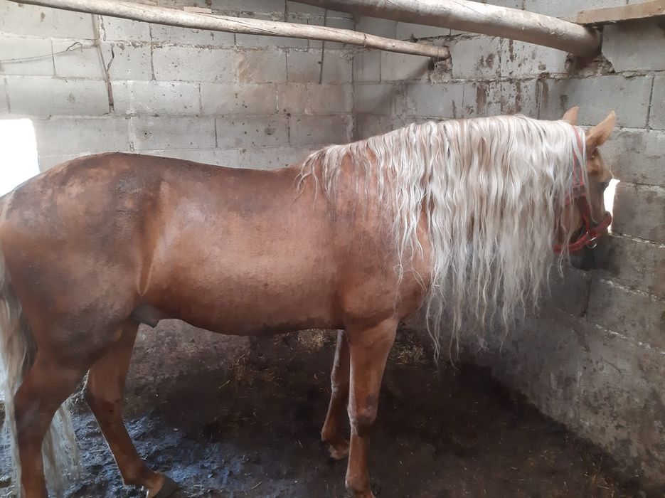 Cavalo cruzado lusitano