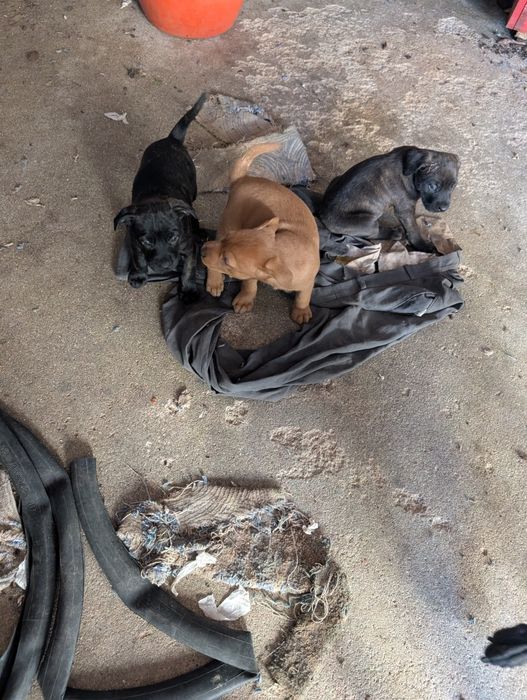 Cães para adoção