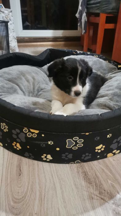 Szczeniak Border collie - piesek